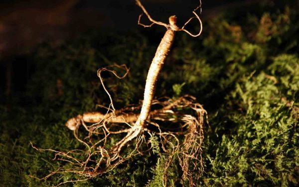Există riscuri asociate administrării de ginseng la vârsta a doua